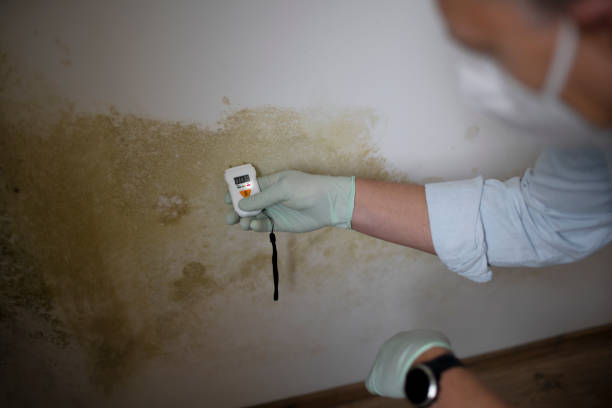 Best Post-Flood Mold Remediation in Piedmont, SC