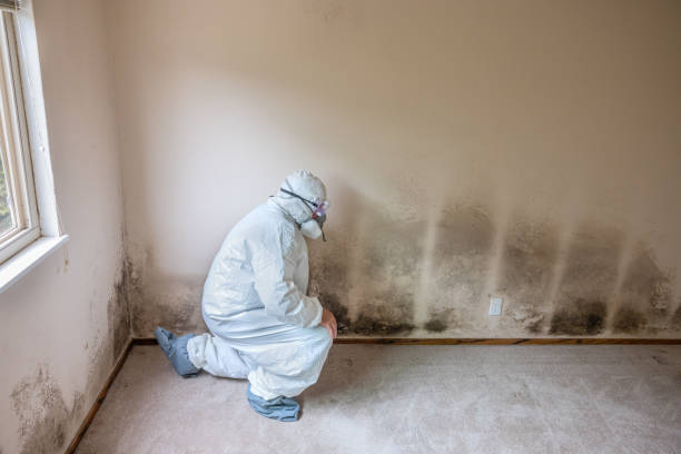 Best Mold Remediation for Specific Building Types in Piedmont, SC