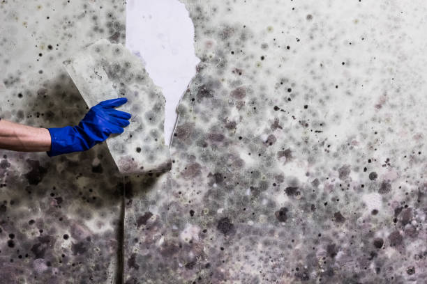 Best Black Mold Remediation in Piedmont, SC